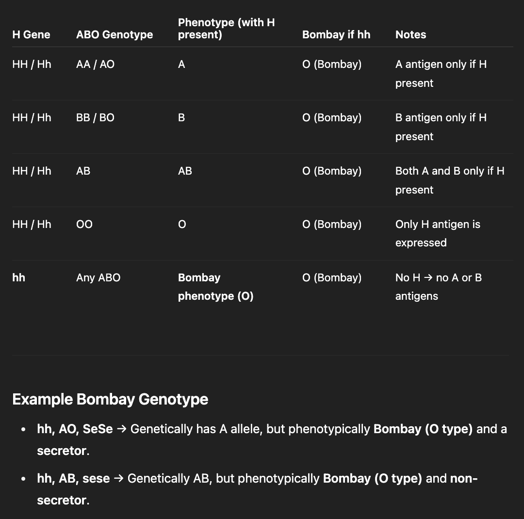<ul><li><p><strong>H Gene</strong>: H and h alleles (h is an amorph)</p><ul><li><p>Bombay phenotype lacks H antigen (hh)</p></li></ul></li><li><p><strong>Se gene</strong>: Se &amp; se alleles (se is an amorph)</p></li><li><p><strong>ABO gene</strong>s: A, B and O alleles</p></li></ul><p></p>