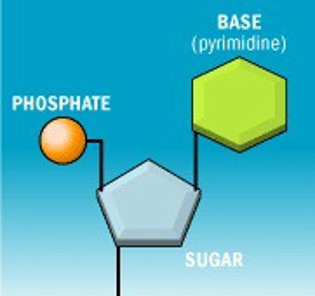 <p>-Basic units of DNA molecule</p><p>COMPONENTS:</p><p>1) 1/4 nitrogenous bases (ACTG)</p><p>2) phosphate group</p><p>3) 5 carbon sugar (ribose)</p>