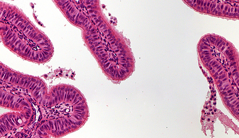 <p>What cell is shown</p>