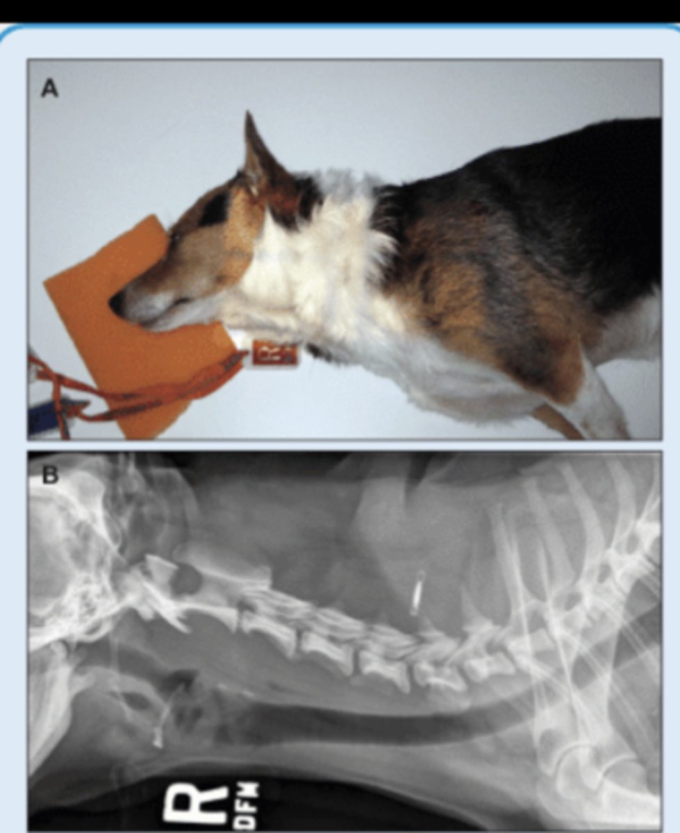 <p>• Patient in lateral recumbency</p><p>• Center on region of interest - Cervical - CT junction</p><p>• Marker to indicate the laterality of patient</p>