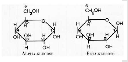 <p>In alpha-polymers, the OH group attached to C #1 will be…</p>