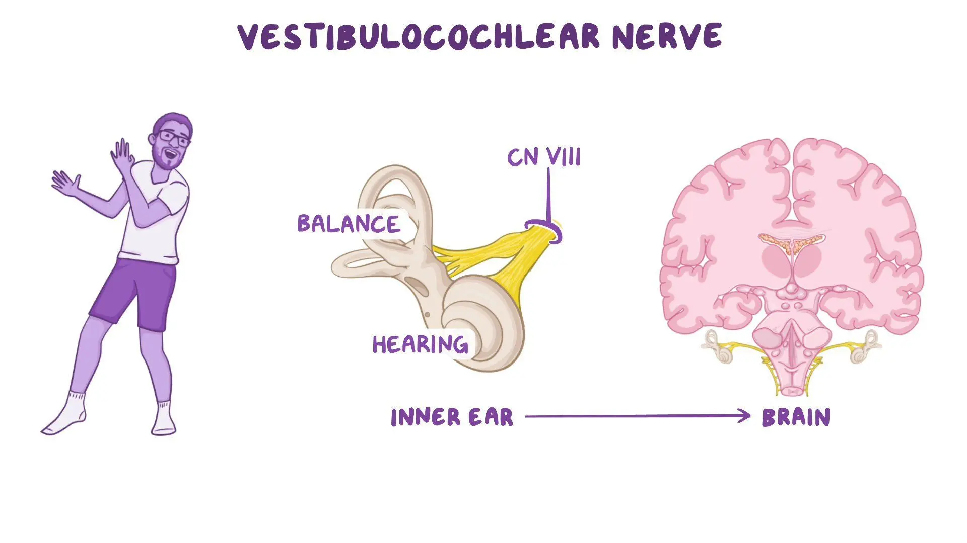 <p>CN VIII: vestibulocochlear nerve</p>