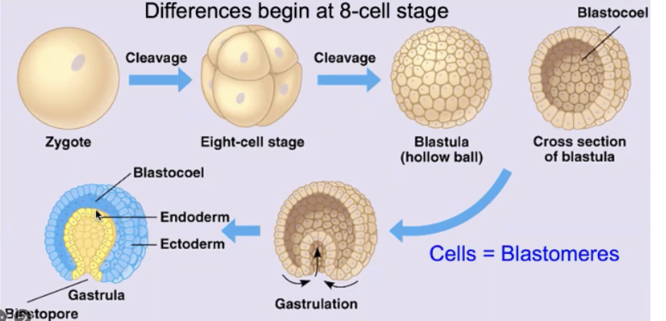 Zygote → Eight cell stage → Blastula (hollow ball of cells → Blastocoel (Cross section of blastula) → Gastrulation → Gastrula (Has blastocoel, endoderm, ectoderm, blastopore) 