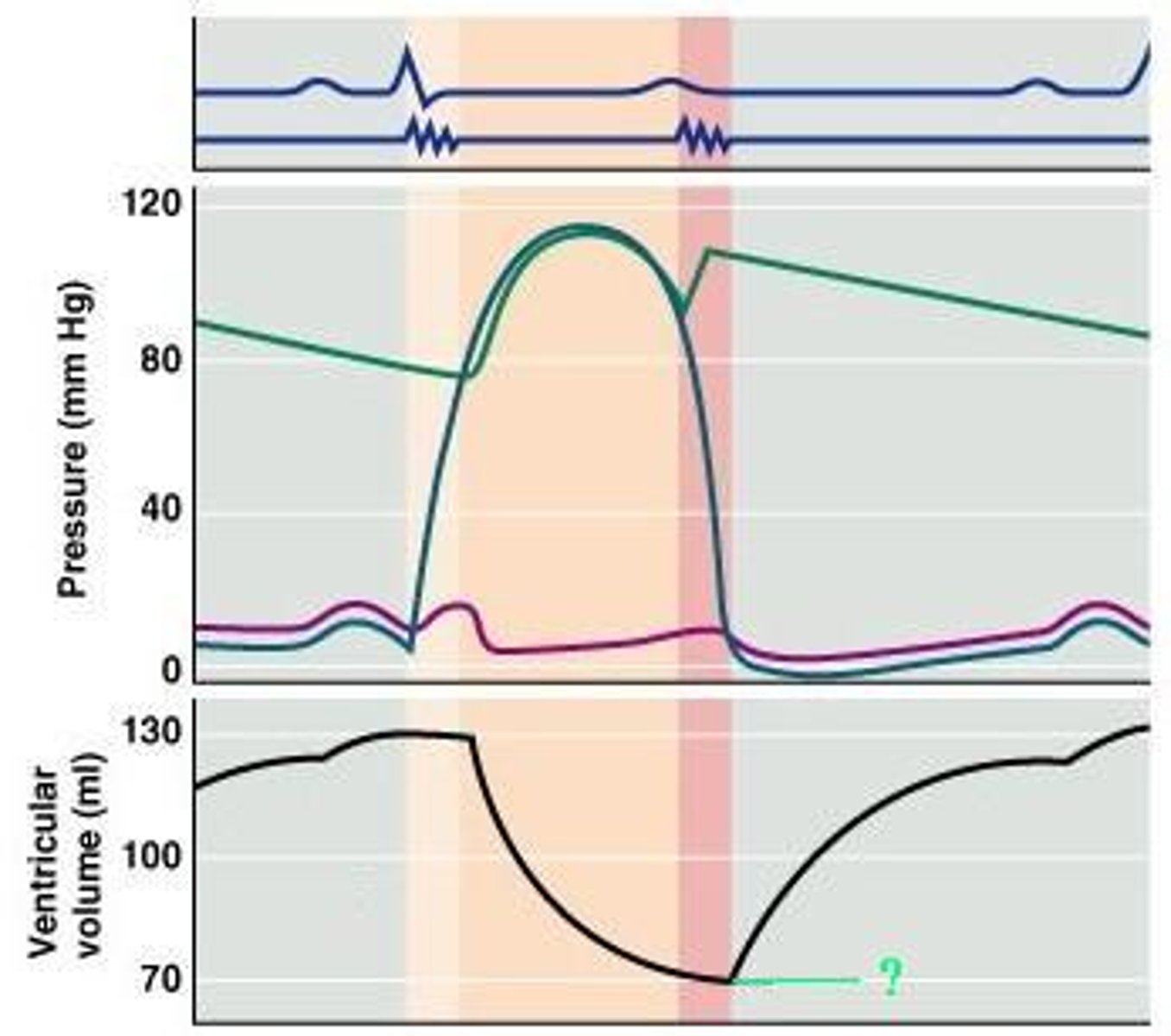 <p>What cardiac cycle volume is indicated on the diagram?</p>