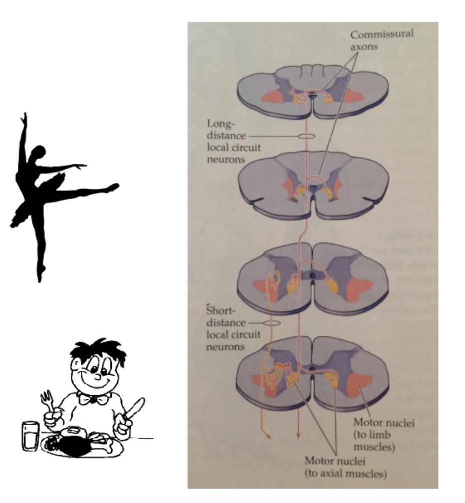 <p>local circuit neurons; SC</p><ul><li><p><strong><u>***medially located</u></strong> local circuit neurons project to multiple spinal segments and cross the midline (<strong><u>bilateral projections</u></strong>) and they <strong><u>communicate with medially located LMNs</u></strong></p><ul><li><p><strong><u>***postural control!</u></strong></p></li><li><p>receive descending input from UMNs that travel in medially located pathways to… </p><p><strong><u>***== …control axial and proximal limb muscles- ***ventromedial system</u></strong></p></li></ul></li><li><p><strong><u>***laterally located</u></strong> local circuit neurons project to fewer spinal segments and most are ipsilateral (<strong><u>ipsilateral projections</u></strong>) and they <strong><u>communicate with laterally located LMNs</u></strong></p><ul><li><p><strong><u>***control of skilled limb movements</u></strong></p><ul><li><p>only need motor neurons activated on 1 side of the body to control skilled limb movement</p></li></ul></li><li><p>receive descending input from UMNs that travel in laterally located pathways to…</p><p><strong><u>***== …control proximal and distal muscles for skilled voluntary movements of the limb + dexterity of the hand- ***dorsolateral system</u></strong></p></li></ul></li></ul><p></p>