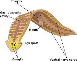 <p>free living flat worm, a class of Platyhelminthes, great regeneration, reproduce (a)sexually</p>