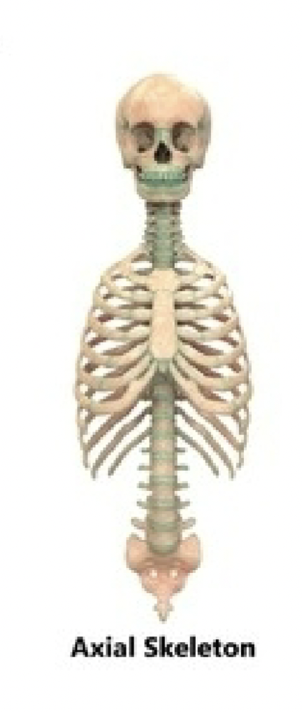 <ul><li><p>central core bones of the body, supporting and protecting vital organs</p></li><li><p>think midline of the body</p></li></ul><p></p>