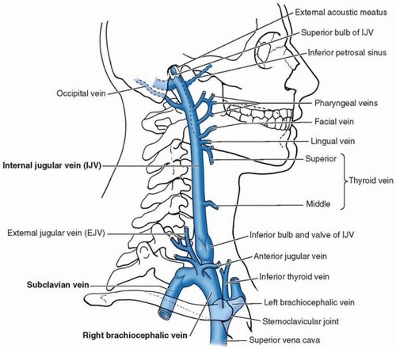 <p>1. facial vein</p><p>2. inferior petrosal sinus</p>