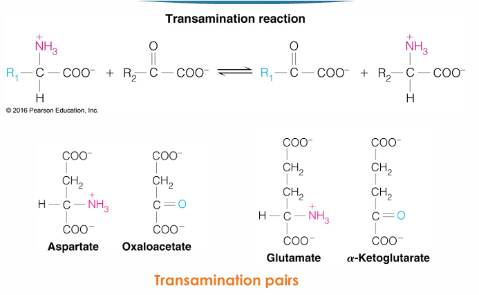 <p>amino acid—&gt; regenerate/ fill up CAC intermediate</p><ul><li><p><span><em>Part of first step of amino acid metabolism</em></span></p></li><li><p><span><em>We remove amino group from amino acid to a keto acid, and then the keto acid becomes amino acid and other one is now a keto acid</em></span></p></li></ul><p></p>