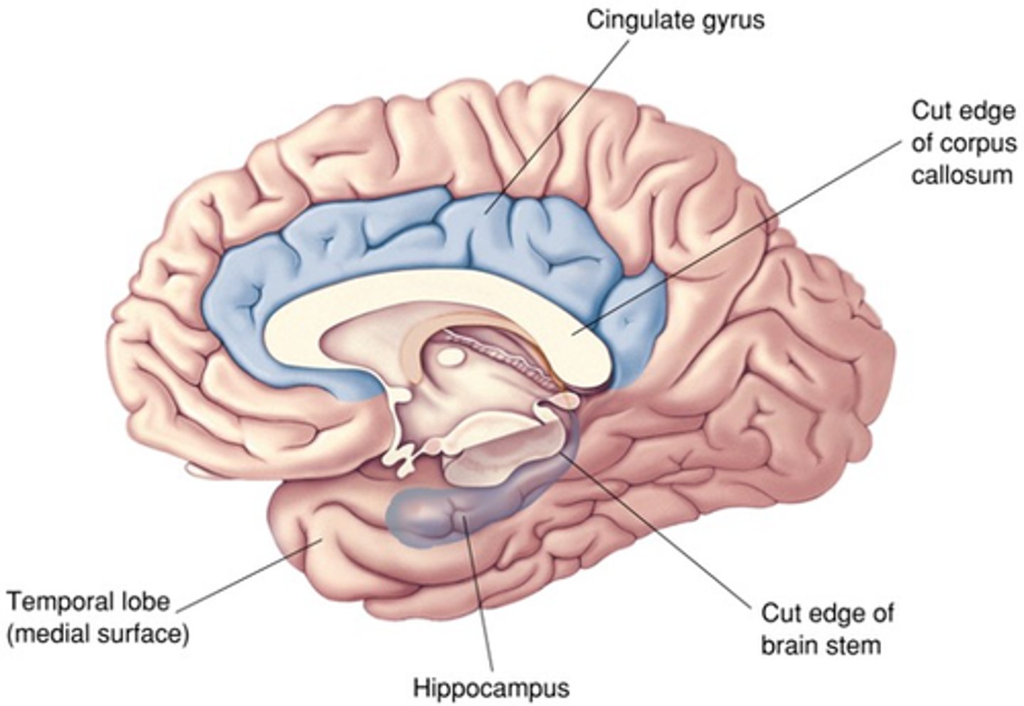 <p>What is included in the limbic lobe?</p>