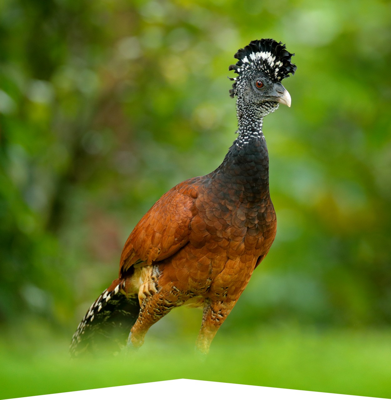 <p>● body plump, wings short</p><p>● bill short, stout, decurved</p><p>● feet strong, tarsi scutellate or feathered</p>