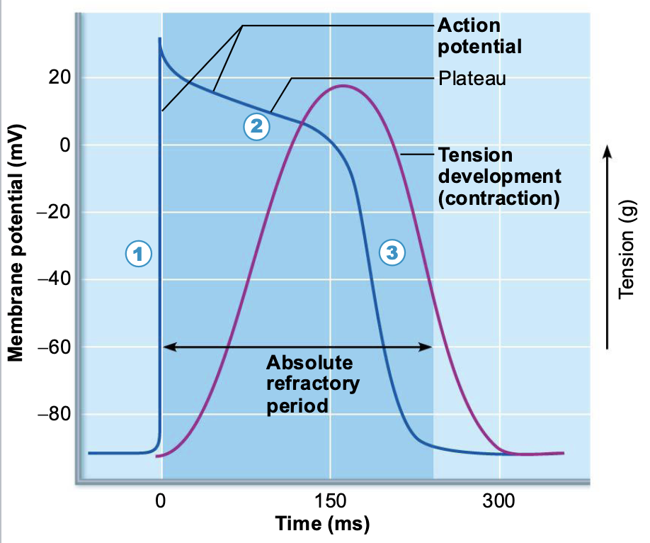 <p>The Action Potential of Contractile Cardiac Muscle Cells</p>