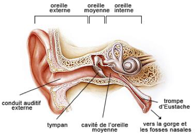 <ul><li><p>Etiologie virale primaire (RSV, oreillons)</p></li><li><p>Envahisseurs bactériens secondaires des voies respiratoire supérieures</p></li><li><p>Clinique</p><ul><li><p>Oedeme inflammatoire</p></li><li><p>Obstruction des méas du sinusal de la trompe d’Eustache</p></li><li><p>Infection bactérienne des cavités en amont</p></li></ul></li></ul><p></p>