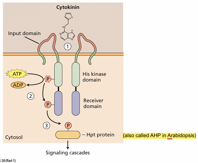 <p>Cytokinin receptors…</p>