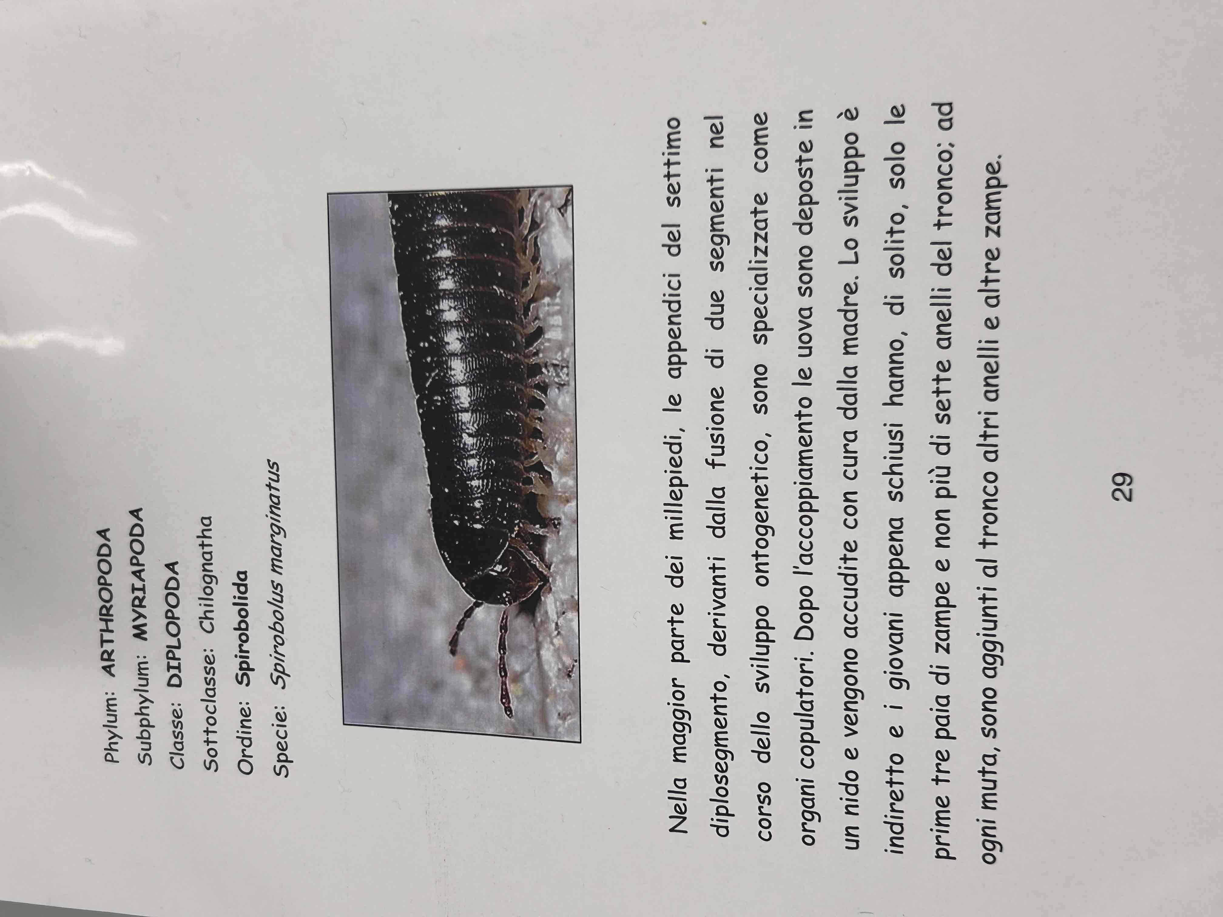 <p>Artropodi</p><p>Miriapodi</p><p>Diplopodi</p><p>Spirobolus marginatus</p>