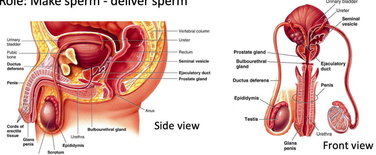 <ul><li><p>Testes</p></li><li><p>Epididymis</p></li><li><p>Vas deferens</p></li><li><p>Seminal vesicles</p></li><li><p>Prostate gland</p></li><li><p>Bulbourethral glands</p></li><li><p>Urethra</p><p>Function: contribute fluids, nutrients, and enzymes to semen</p></li></ul><p></p>