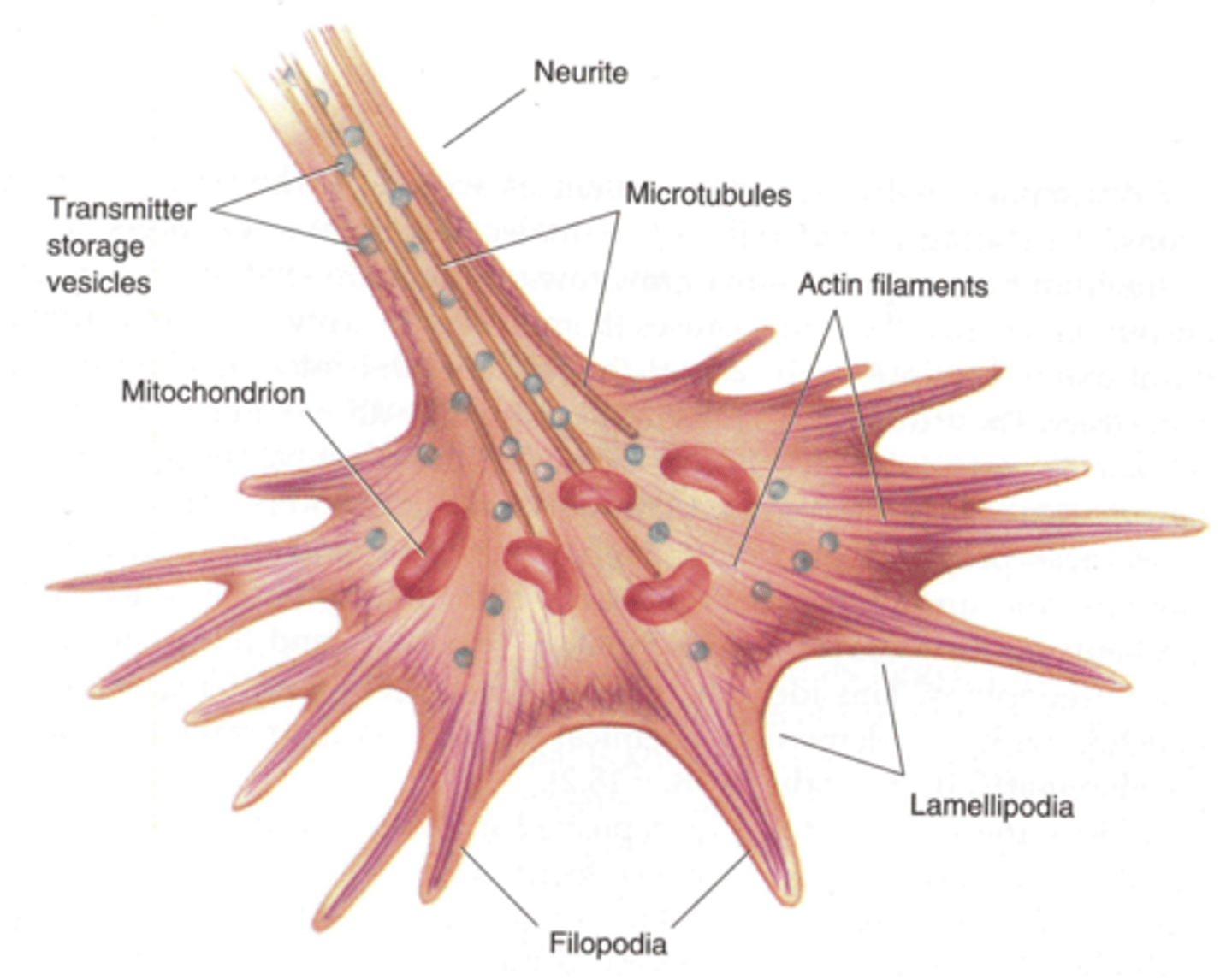 <p>Projection on the leading edge of the cell that propels the cell across the substratum</p><p>Branched actin filaments, so nucleation is reliant on Arp 2/3 complexes mostly</p><p>Crosslinking of these filaments is done by alpha-actinin and filamin</p>