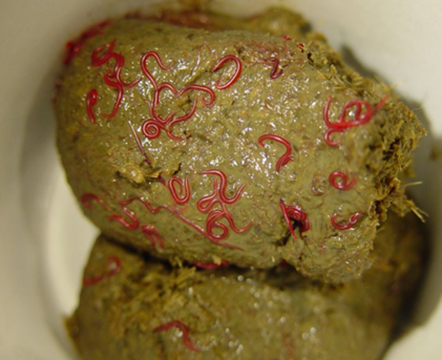 <p>Immature small strongyles worms that have recently emerged from the colonic wall</p><p>3 multiple choice options</p>