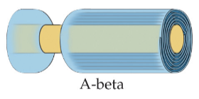 <ul><li><p>A-beta fiber - mildly thick myelin and axon</p></li><li><p>diameter = 6-12 micrometers</p></li><li><p>conduction speed = 35-75 m/s</p></li><li><p>3 types: fast-adapting, slowly adapting II (only glabrous skin), slowly adapting I</p></li></ul><p></p>