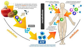 <p><strong>Stoffwechset</strong> (Metabolismo - procesos bioquímicos a través de los cuales los seres vivos transforman los nutrientes y obtienen energía)</p>