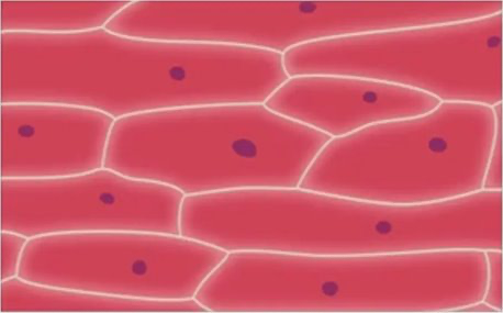 <p>Cells are flaccid as there is no net water movement.</p>