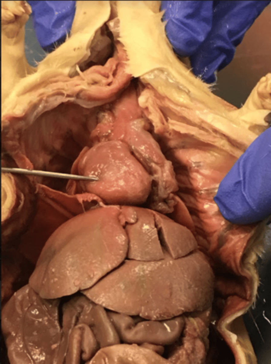 <p>heart: pumps blood</p>