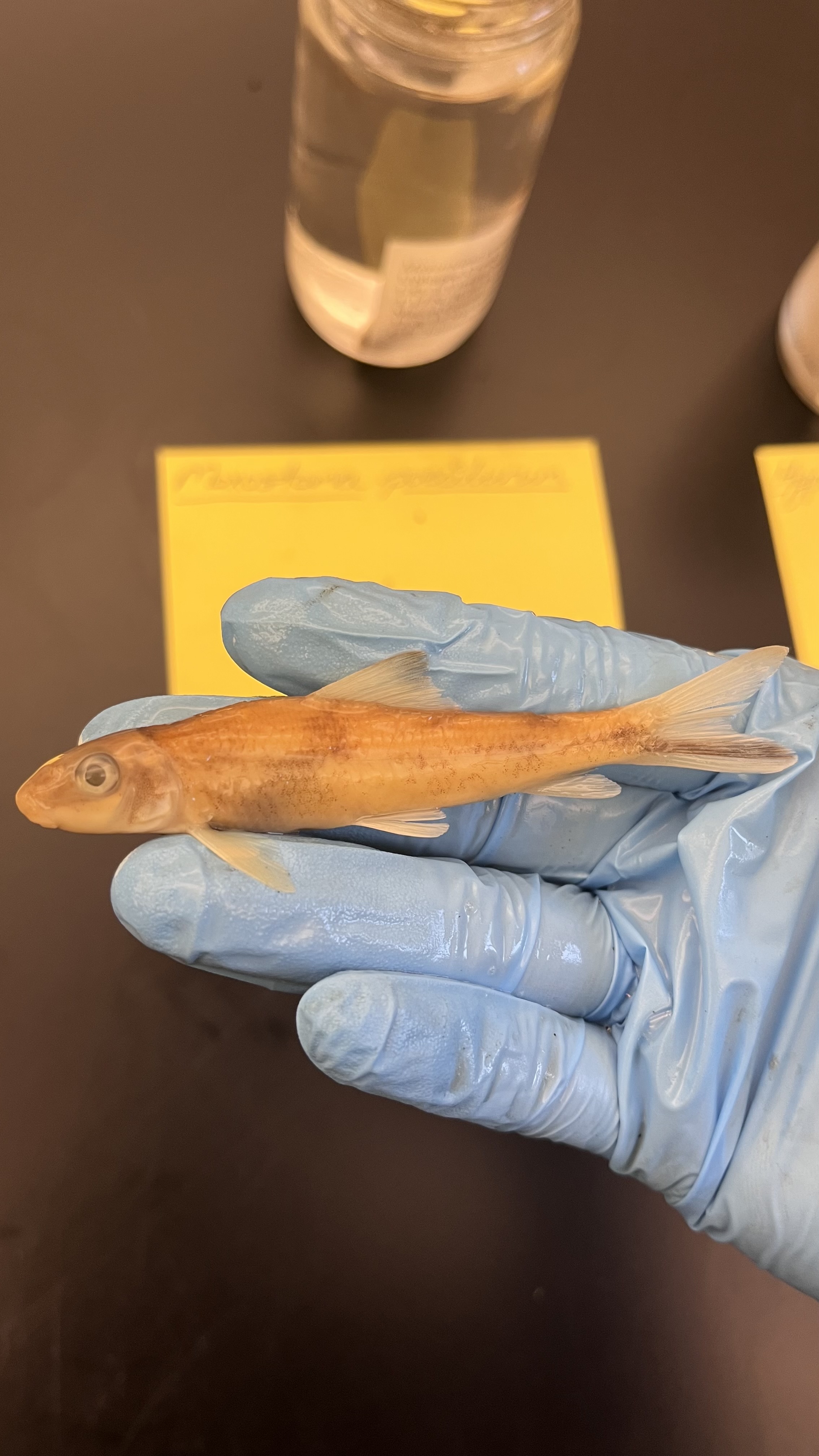 <p>Blacktail Redhorse</p>