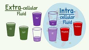 <p>intracellular, extracellular </p>