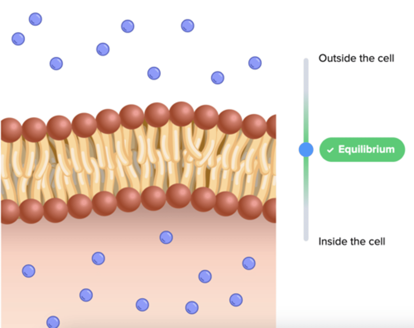 <p>the process where organ systems work to maintain (keep) a stable internal environment</p>