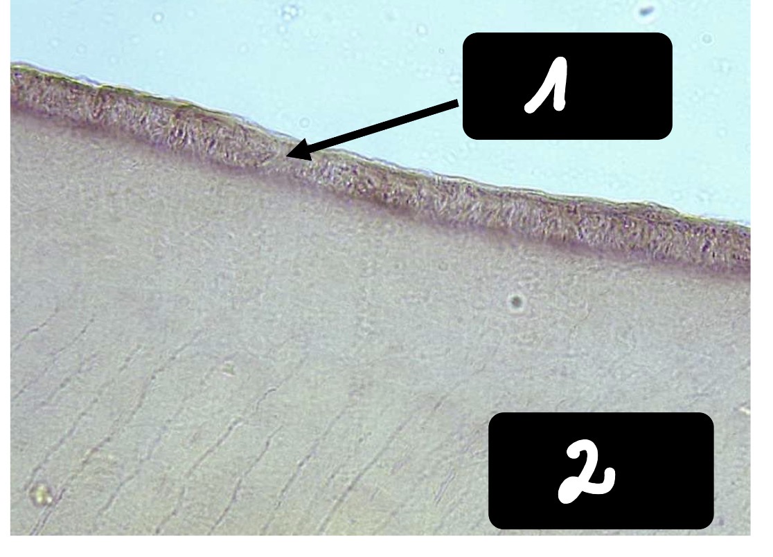<p>2</p>