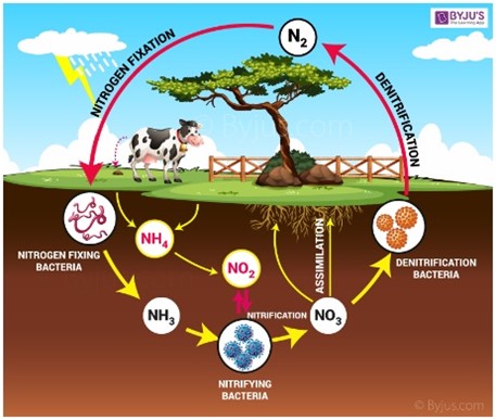 <p>The series of processes by which nitrogen and its compounds are interconverted in the environment.</p>