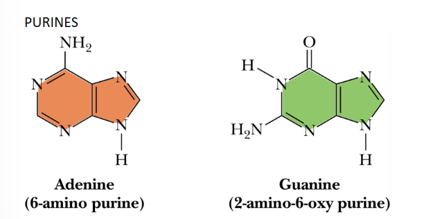 <ul><li><p>adenine</p></li><li><p>guanine</p></li></ul><p>a hexagone+pentagon </p><p>almost planar </p>