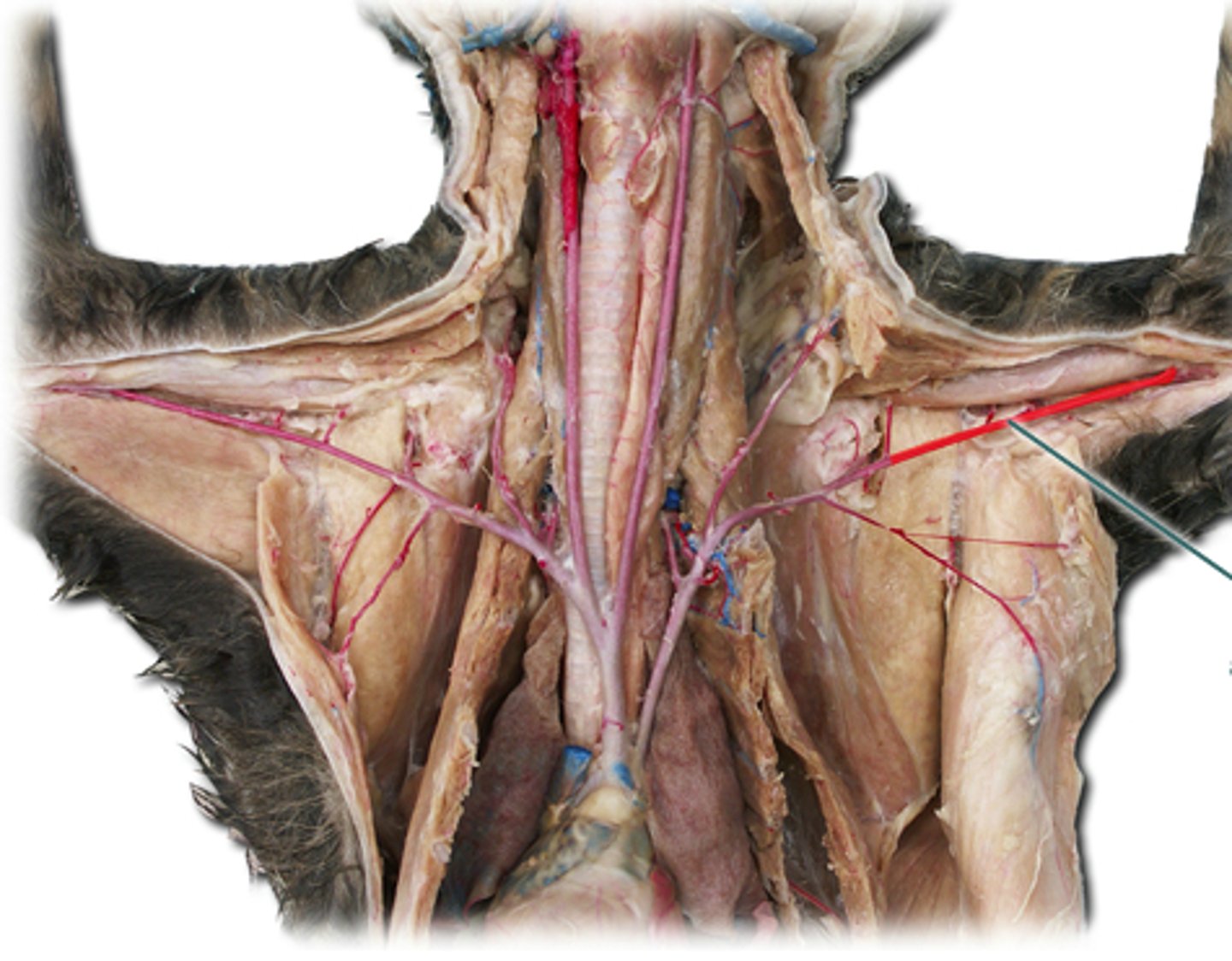 knowt flashcard image