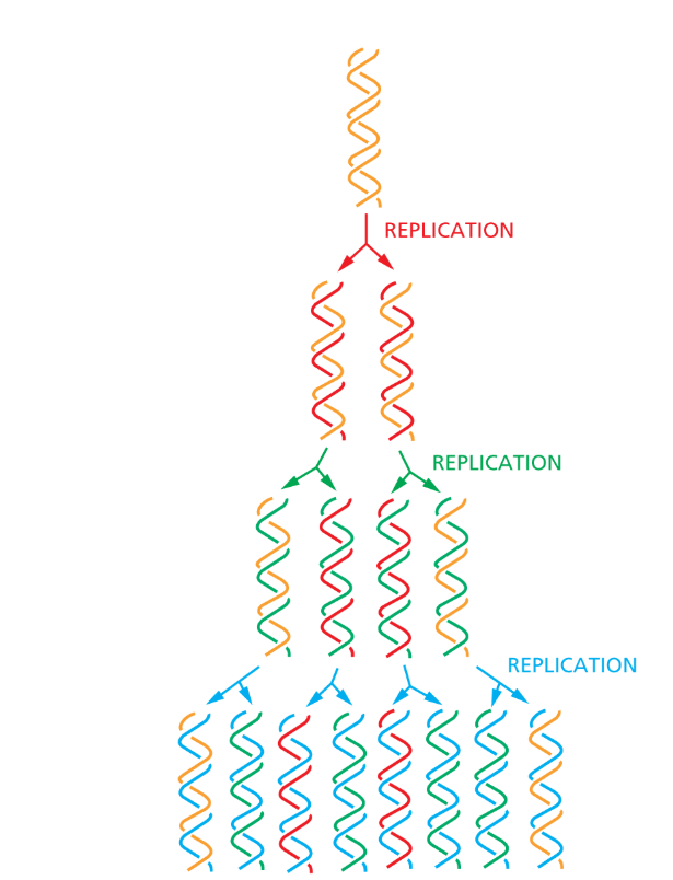 <p>Because each parent strand serves as the template for one new strand, each of the daughter DNA double helices ends up with<strong> one of the original (old) strands plus one strand that is completely new</strong></p>