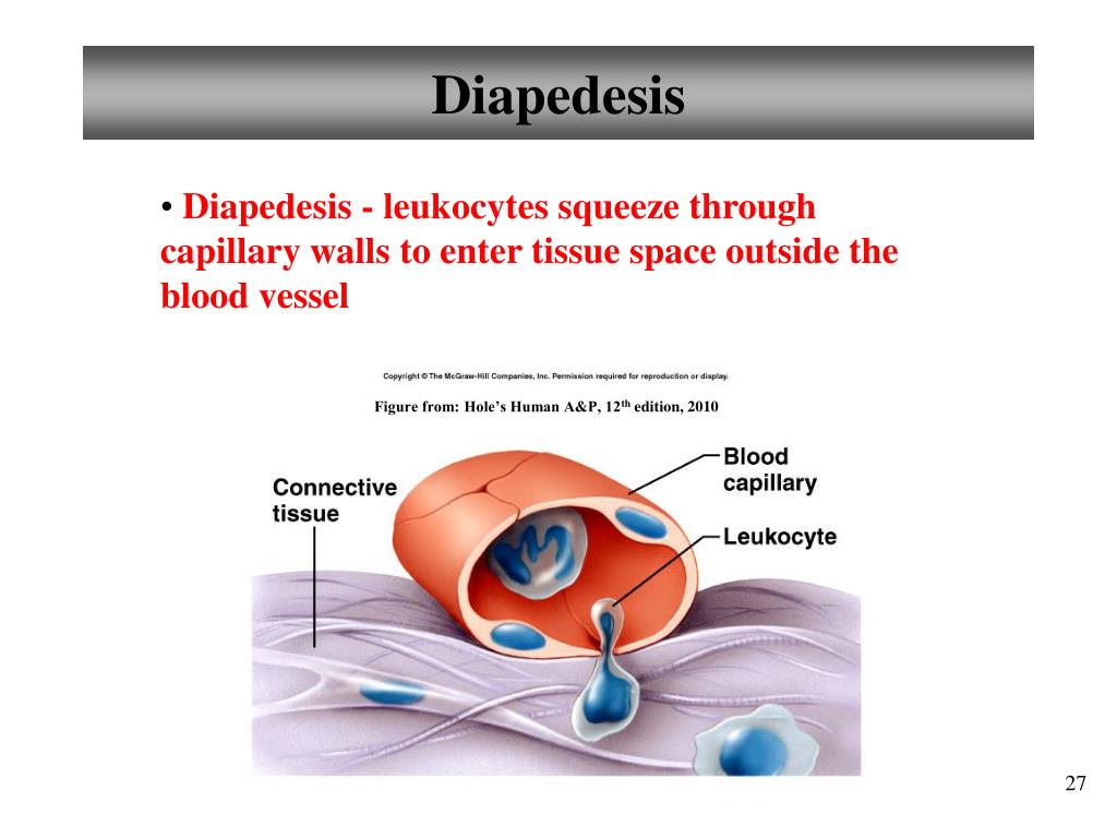 <p>define diapedesis </p>