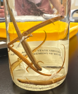 <p>Family Plethodontidae</p><ul><li><p><span style="background-color: transparent;"><span>Light ventral surface, <16 grooves, base of tail laterally compressed</span></span></p></li><li><p><span style="background-color: transparent;"><span>Eastern edge of piedmont, sandhills </span></span></p></li></ul><p></p>