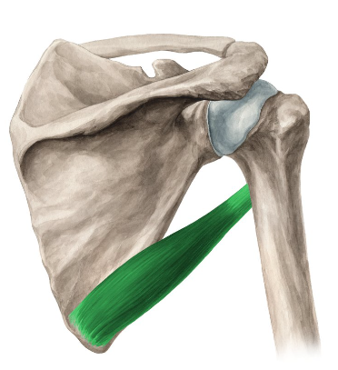 <p>origin: posterior surface of the scapula </p><p>insertion: intertubercular of the humerus </p><p>function: helps with medial rotation of the shoulder </p>