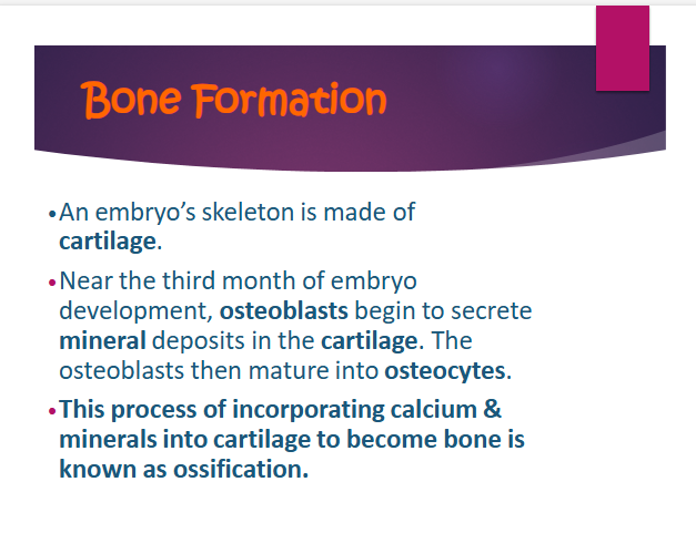 <p>ostebolasts, mineral, cartilage</p>