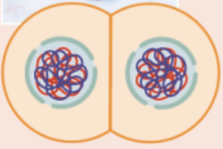 <p>chromosomes recondense</p>