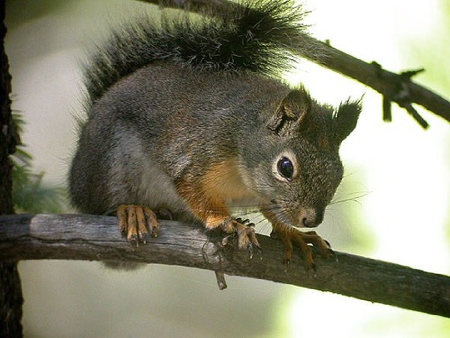 <p>Douglas's Squirrel</p>