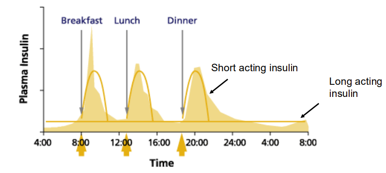 <p>TWO TYPES OF INSULIN:</p><p>- long acting - maintains basal rate of glucose uptake</p><p>- short acting - after eating, when a high level of glucose is available</p>