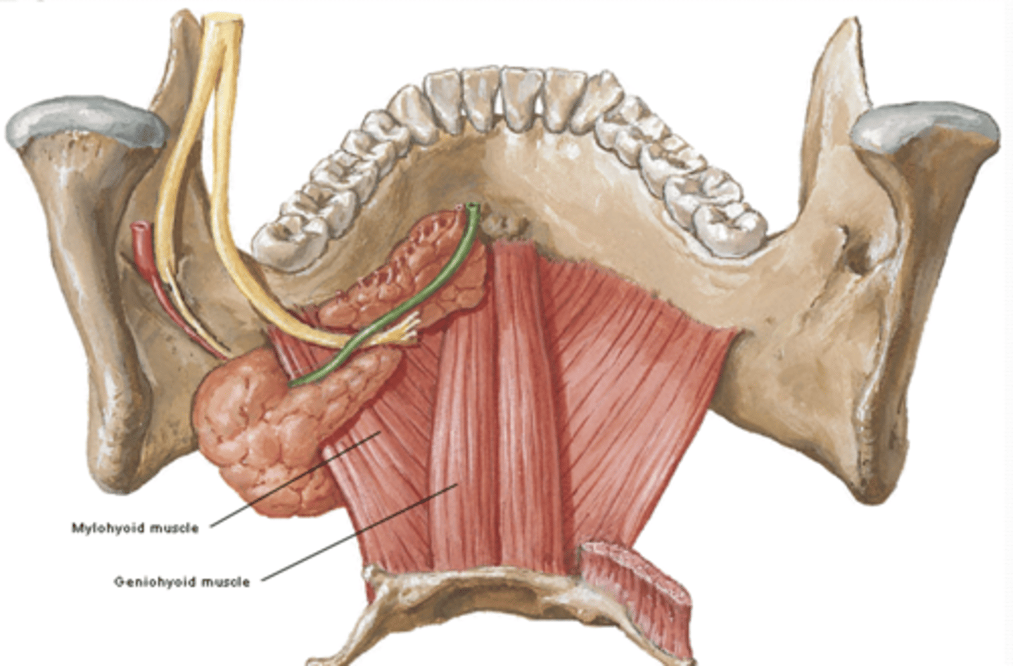 <p>Where is the attachment of the Geniohyoid muscle of the suprahyoid muscles? What is its function?</p>