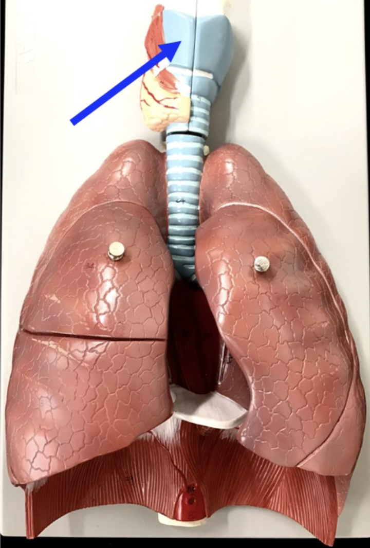 <p>Name the Structure and the Organ it belongs to</p>