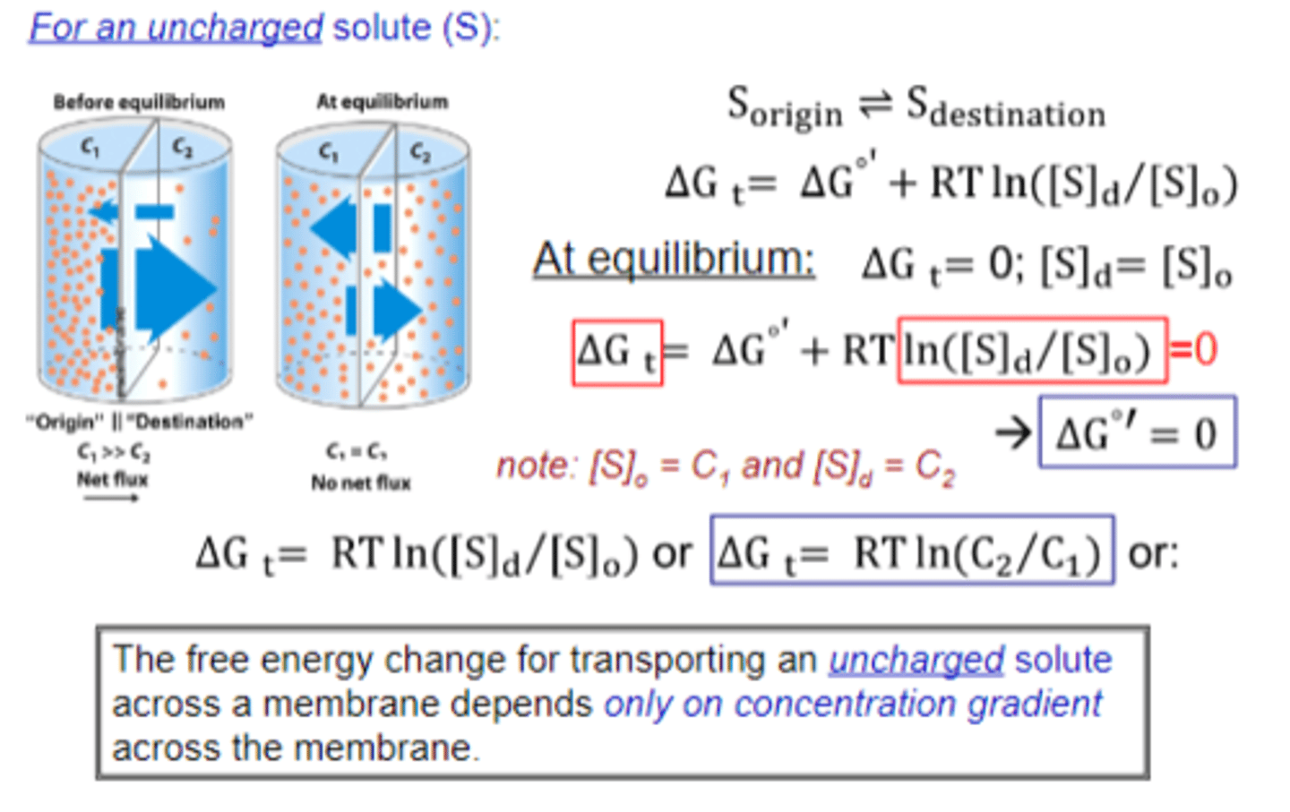 <p>At equilibrium for a transport process involving an uncharged solute, the dG' should equal 0, meaning no movement of particles.</p>