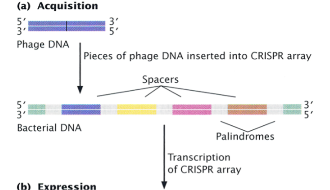 <p>Foreign DNA enters the cell, and it is identified, processed, and inserted into the <strong>CRISPR array</strong> as a new <strong><u>spacer</u></strong> (a <em>memory </em>of the invading DNA).</p>