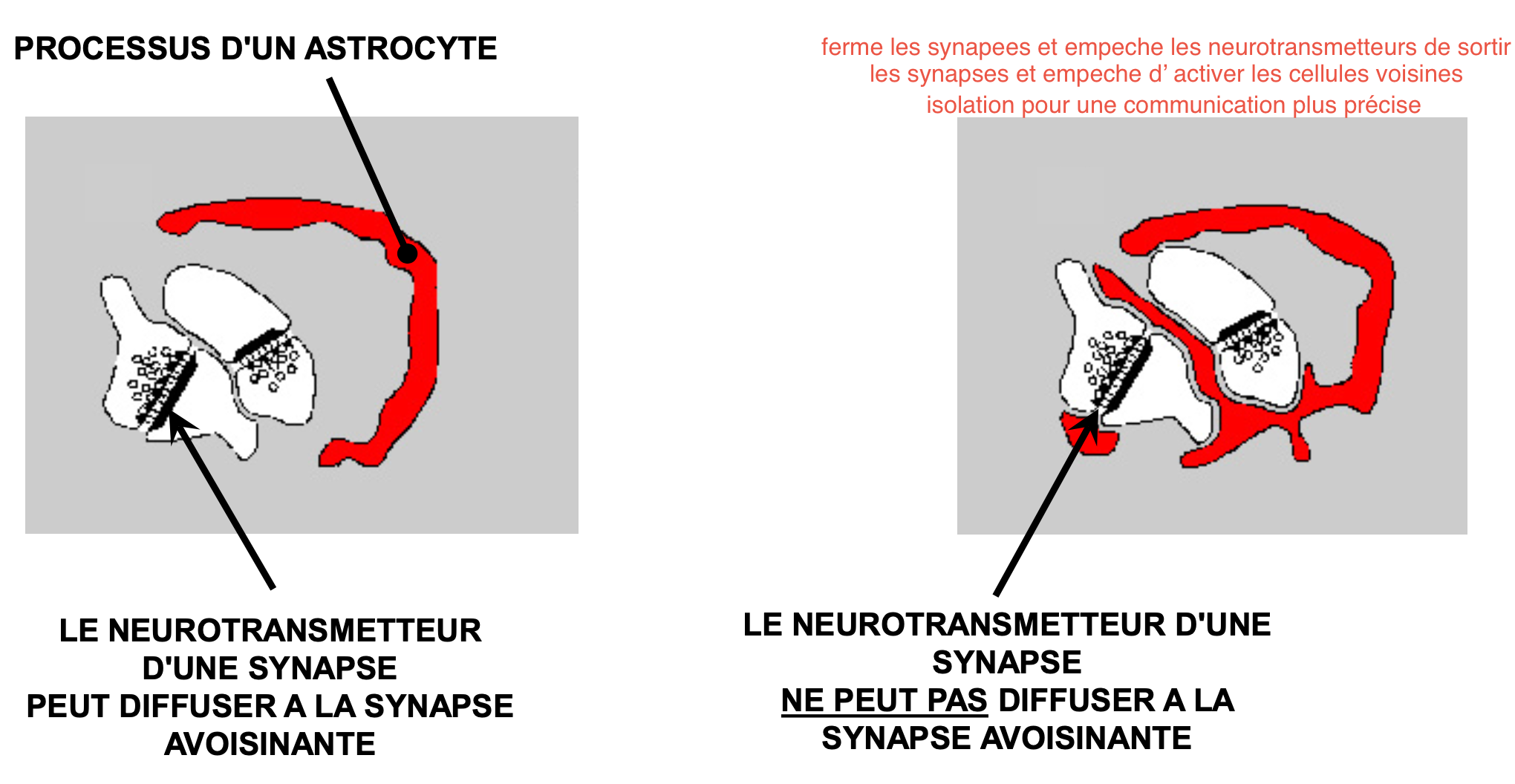 <p>Partiellement : Les synapses peuvent libérer les neurotransmetteurs aux neurones environnants</p><p>Entoure complétement :</p><p>Les synapses ne peuvent pas diffuser leurs neurotransmetteurs aux neurones voisins → communication plus précise.</p><p>60% des Glutamatergique sont entouréscomplétement par des processus astrocytaires</p>