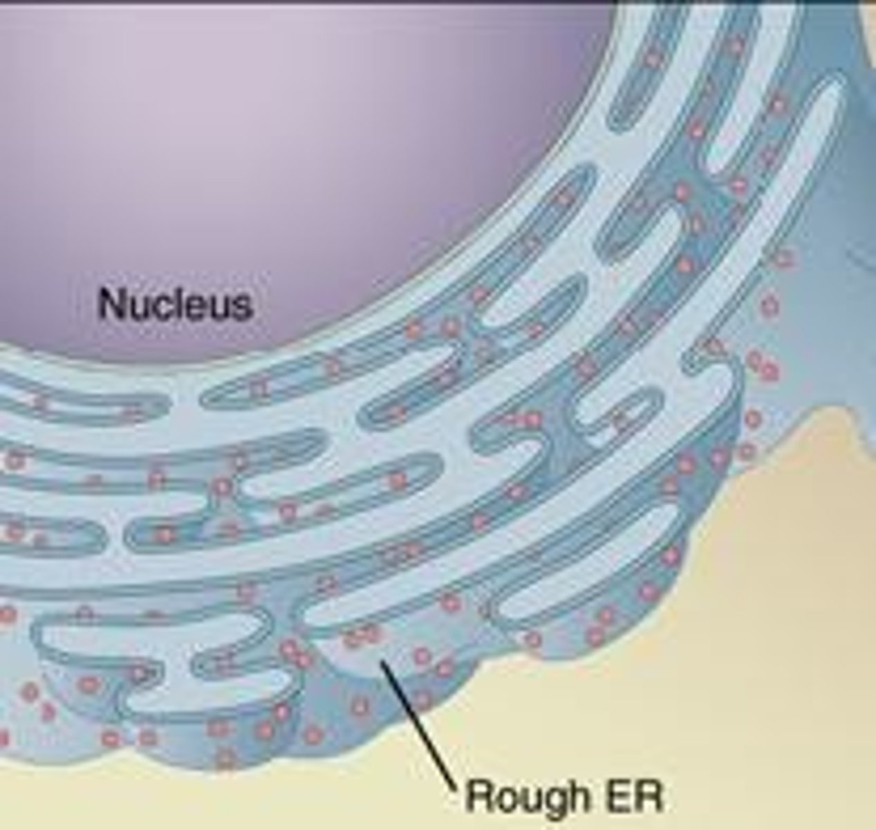 <p>Flattened membrane sacs called cisternae with ribosomes attached</p>