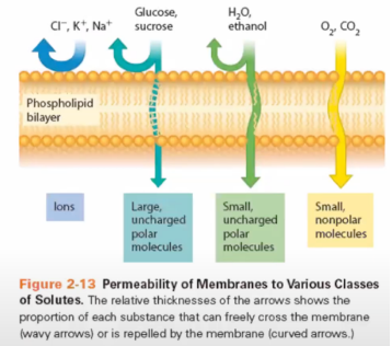 <p>Ions have a difficulty in crossing the membrane because the cells have a lot of water, surrounding by the</p>