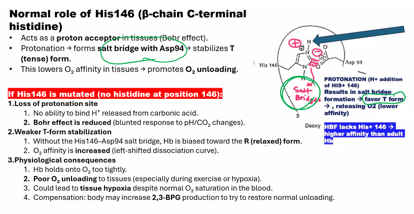 <p>you need to know the mechanism of hemoglobin. </p>