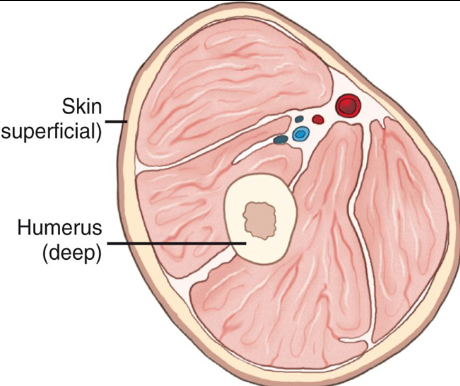 <p>superficial refers to near the surface, peripheral refers to the outer part of the center of the body, and deep refers to further away from the surface.</p>
